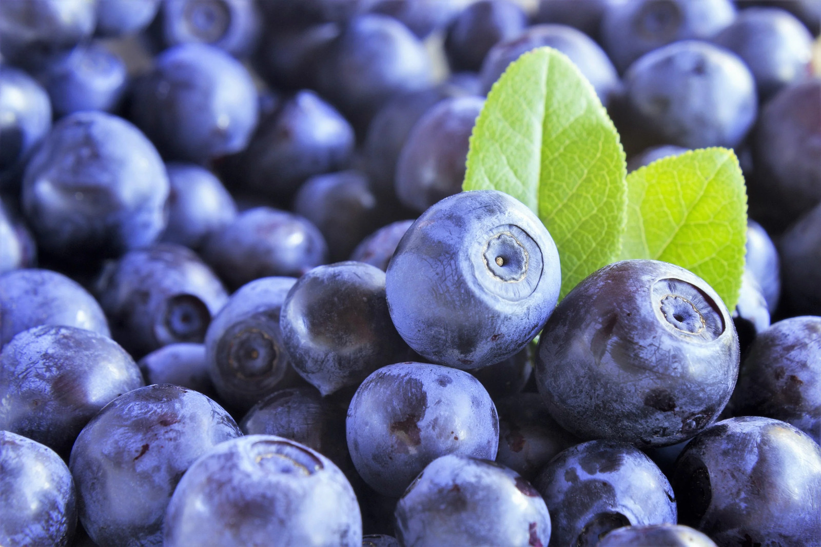 20 DWARF BILBERRY Vaccinium Caespitosum Whortleberry Blue Berry Fruit Shrub Seed gallery