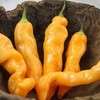 SUGAR RUSH PEACH HOT PEPPER SEEDS (20) / SWEET AND SPICY / SUPER RARE gallery