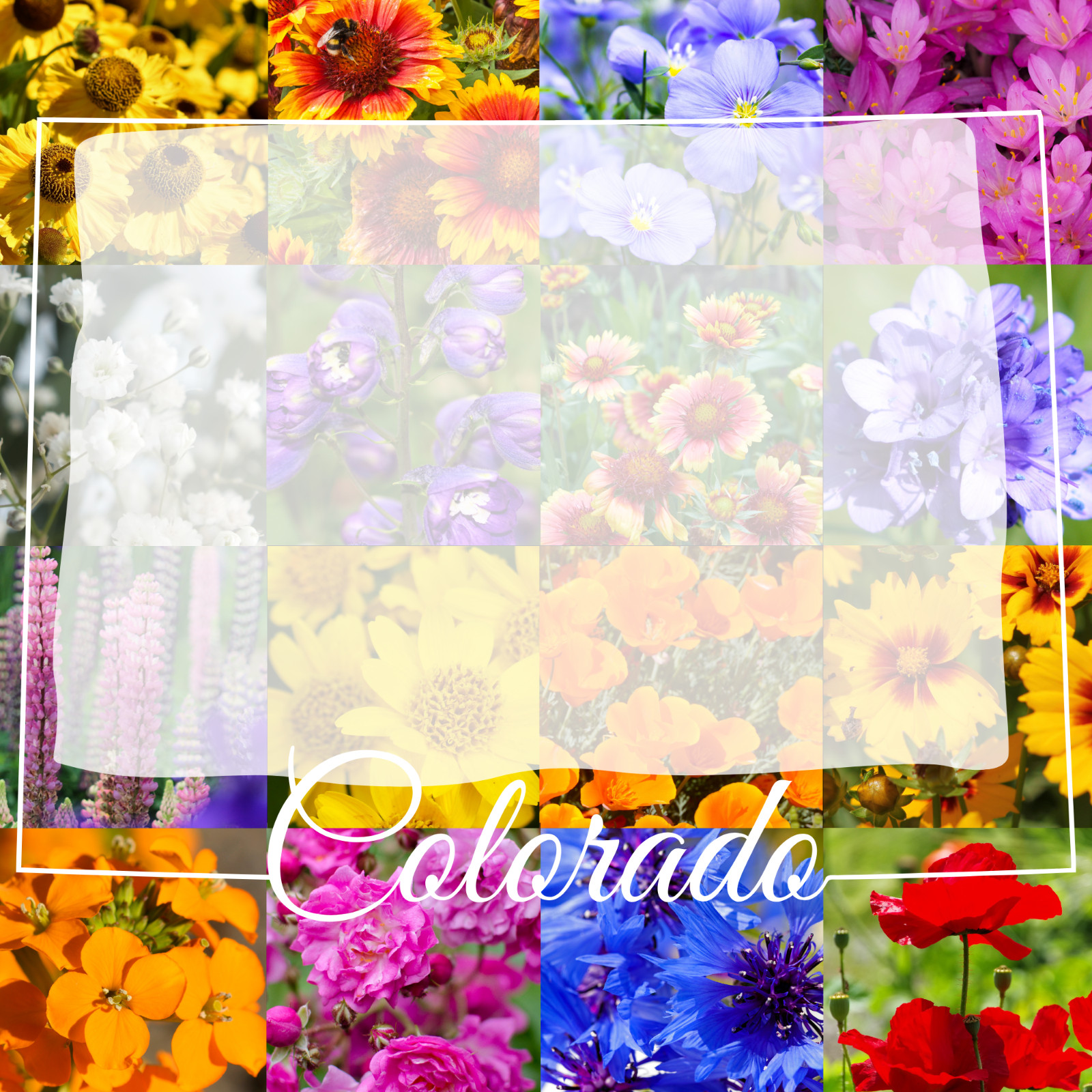 1/2 Pound Colorado Bulk Wildflower Seed Mix 1/2lb Covers 1,600sq-ft gallery