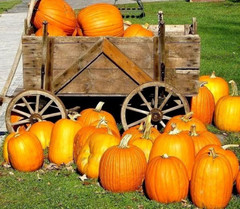 10 Large Jack O Lantern Pumpkin Seeds — Carving Pumpkin – Heirloom – 25-40 lbs