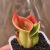 Heliamphora Minor -AW- Selection 4 gallery
