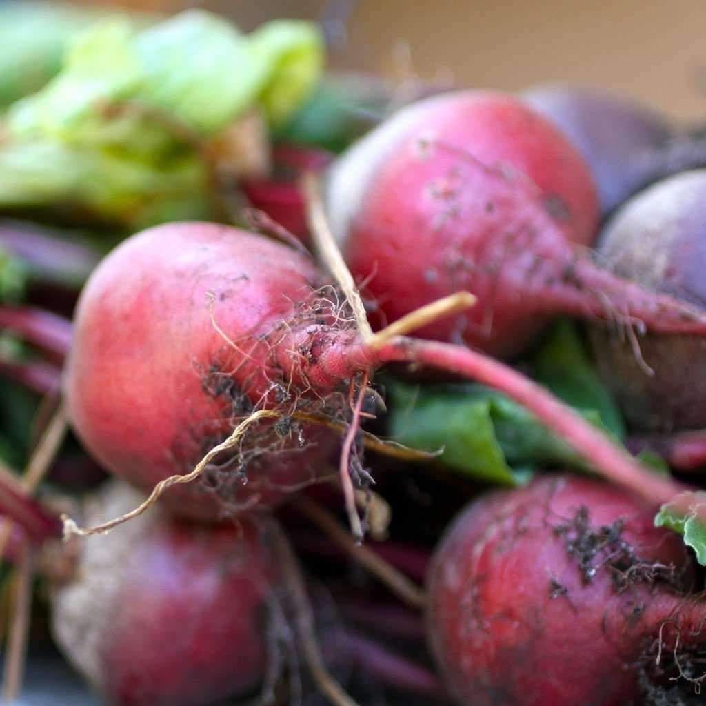 Early Wonder Beet Seeds, Tall Top, Beetroot, NON-GMO, Variety Sizes, FREE SHIP gallery