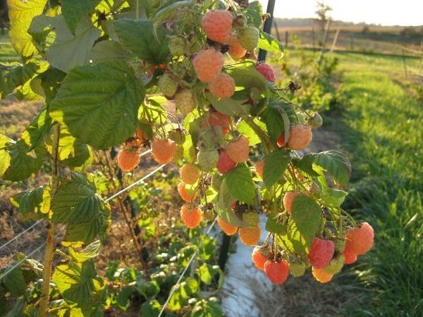 1 Double Gold Raspberry rooted plant. zones 5-8. Champagne colored raspberry. gallery
