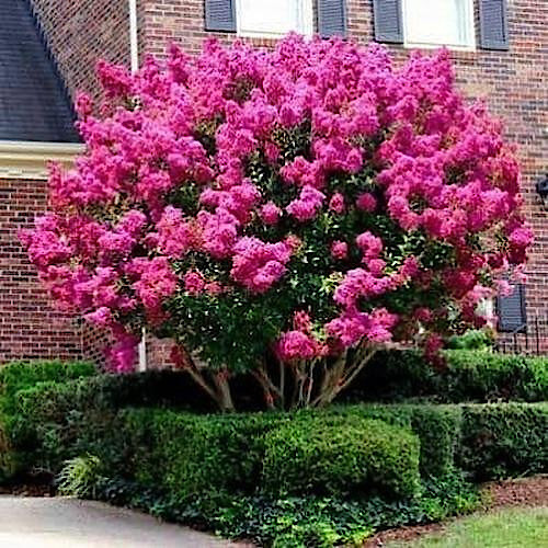 CRAPE MYRTLE TREE SEEDS Crepe (Lagerstroemia Indica) Fast Lilac Flower Plant gallery