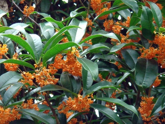 Orange Flowering Fragrant Tea Olive (osmanthus) - Live Plant - Trade Gallon Pot gallery