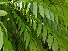 Fresh Curry Leaf – 1 lb (16 oz) – USDA Legal – Legal 50 States