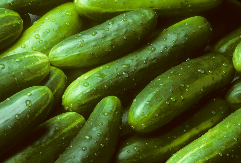 Garden Sweet Cucumber Seeds, BURPLESS, Organic, NON-GMO, FREE SHIPPING gallery