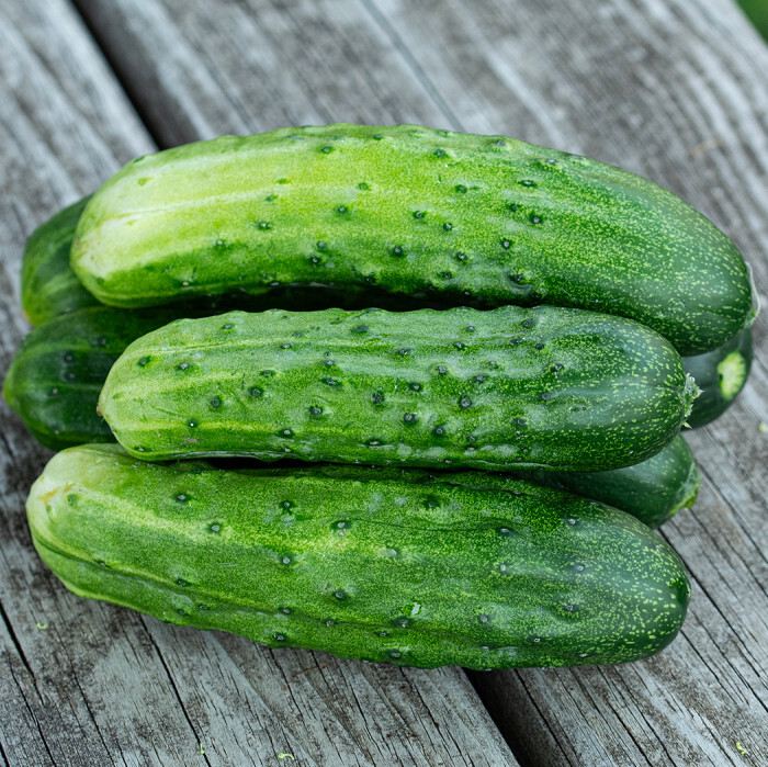 35 SPACEMASTER CUCUMBER SEEDS ~ heirloomseedguy ~ NON-GMO ~ 2026 gallery
