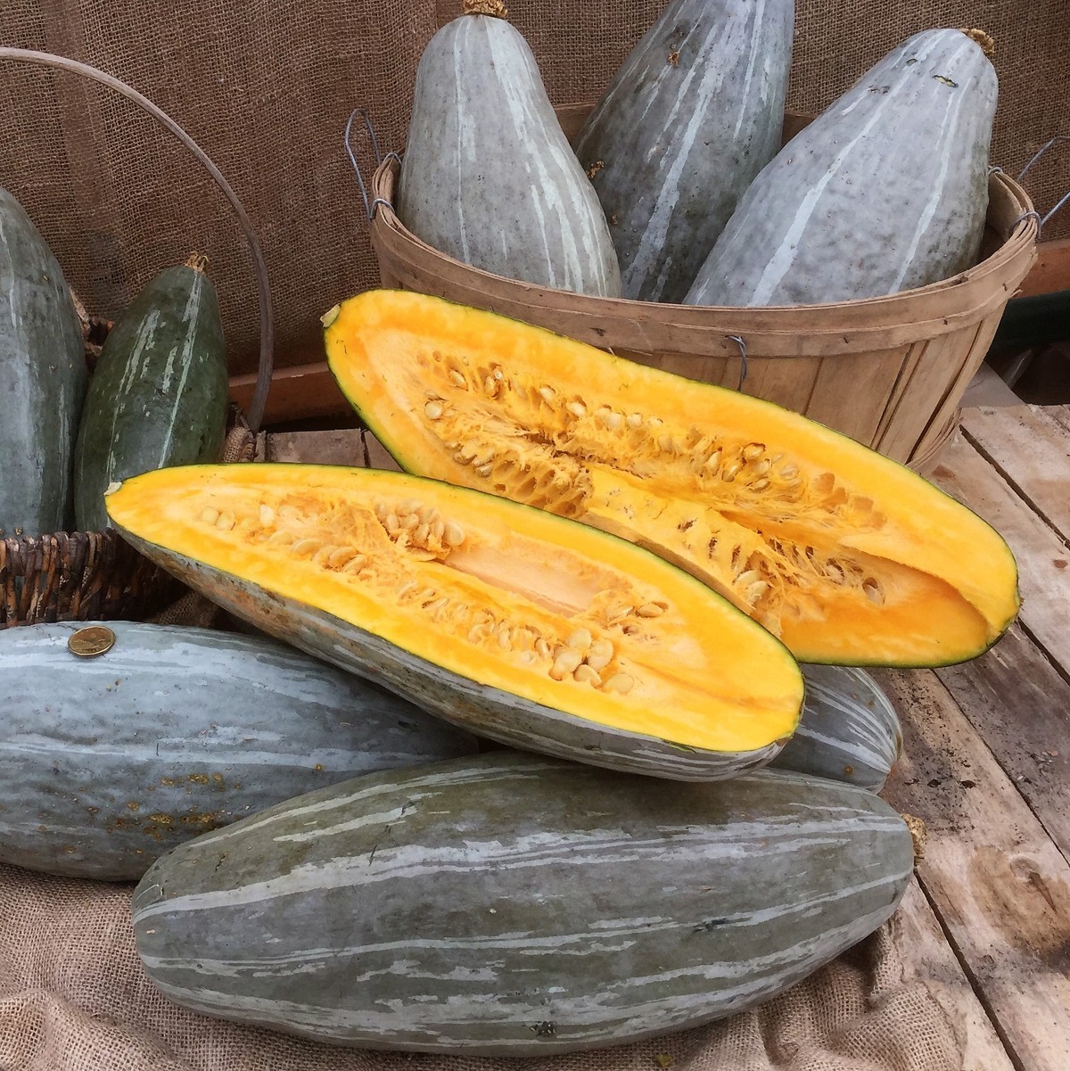 Guatemalan Blue Winter Squash Seeds, Blue Banana Squash, NON-GMO, FREE SHIPPING gallery