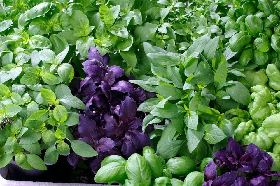 6 PACK BASIL SEED COLLECTION ~ heirloomseedguy ~ 2026 ~ NON-GMO gallery