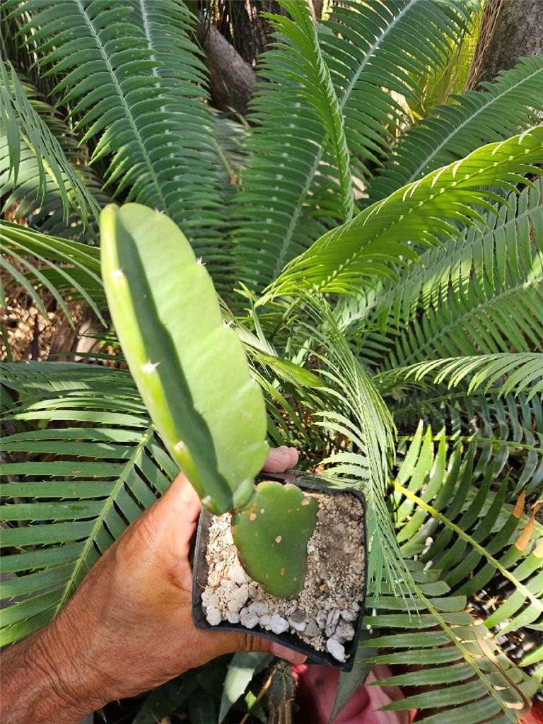 Dendrocereus Nudiflorus Rooted Cutting gallery