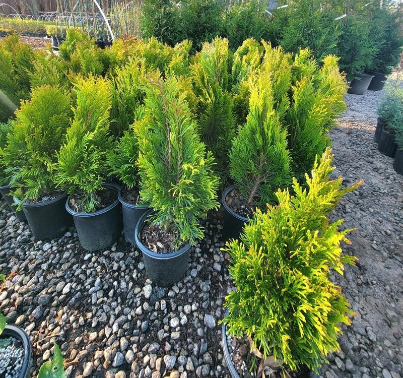 Forever Goldy Arborvitae ( Thuja )- Live Plant - ( 2.5 QT ) gallery