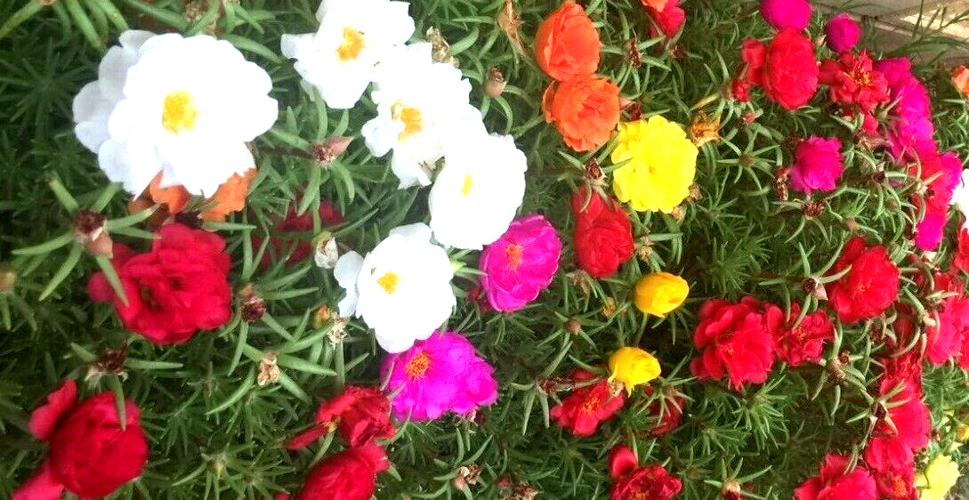 3000+ MOSS ROSE GRANDIFLORA SEEDS SPRING MIX FLOWERS GROUNDCOVER BUTTERFLIES USA gallery