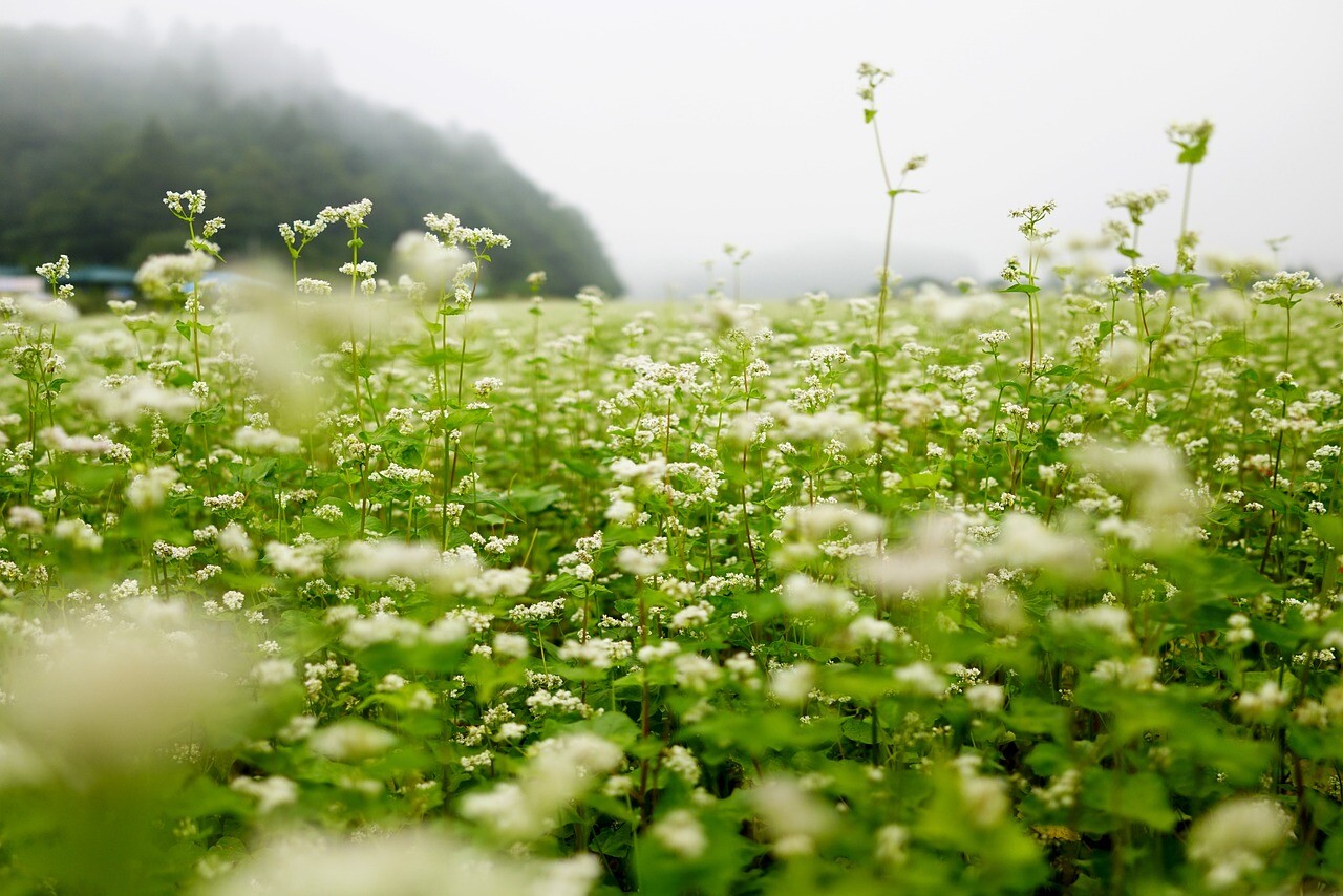 Buckwheat Seeds - Nutrient-Dense, Fast-Growing Green Manure & Cover Crop gallery