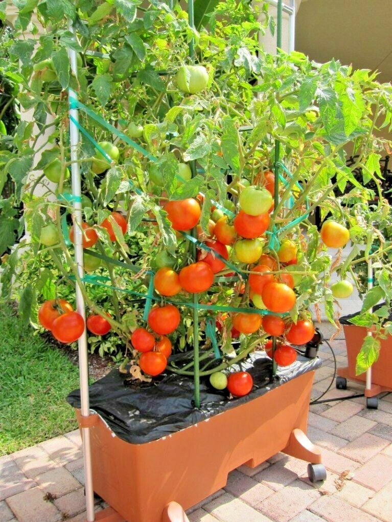 26+Patio BUSH TOMATO Seeds Organic Compact 36" Plant Vegetable Garden Container gallery