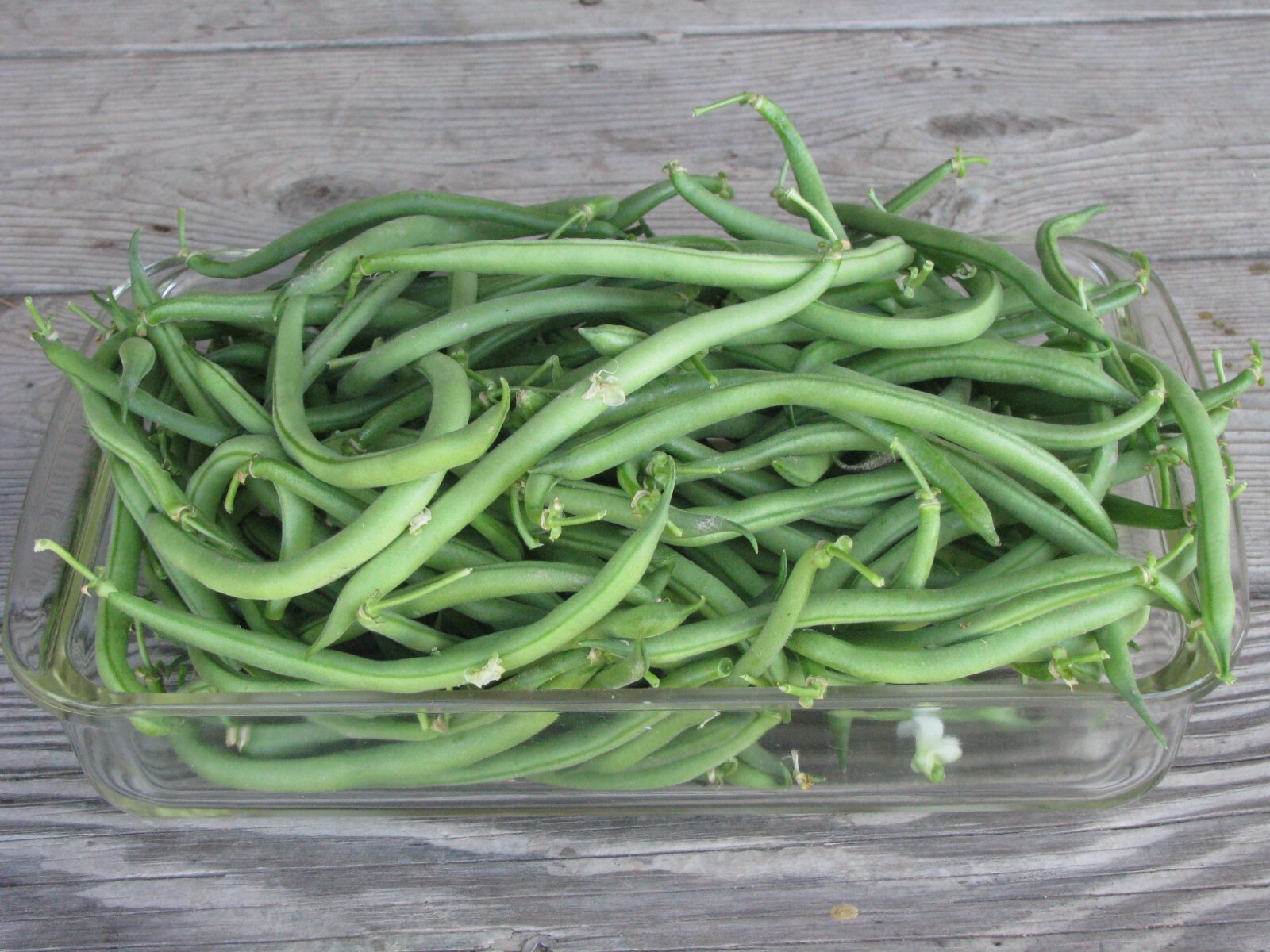 JADE SNAP BUSH BEAN 50+ SEEDS gallery
