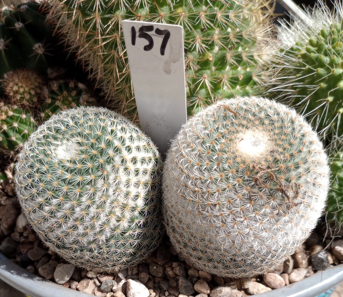 Mammillaria pseudoperbella Clumping Golf Ball Pin Cushion Cactus 157 gallery