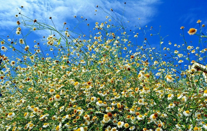 201+FALSE ASTER Seeds Perennial Native Wildflower Poor Soils Summer Fall Garden gallery