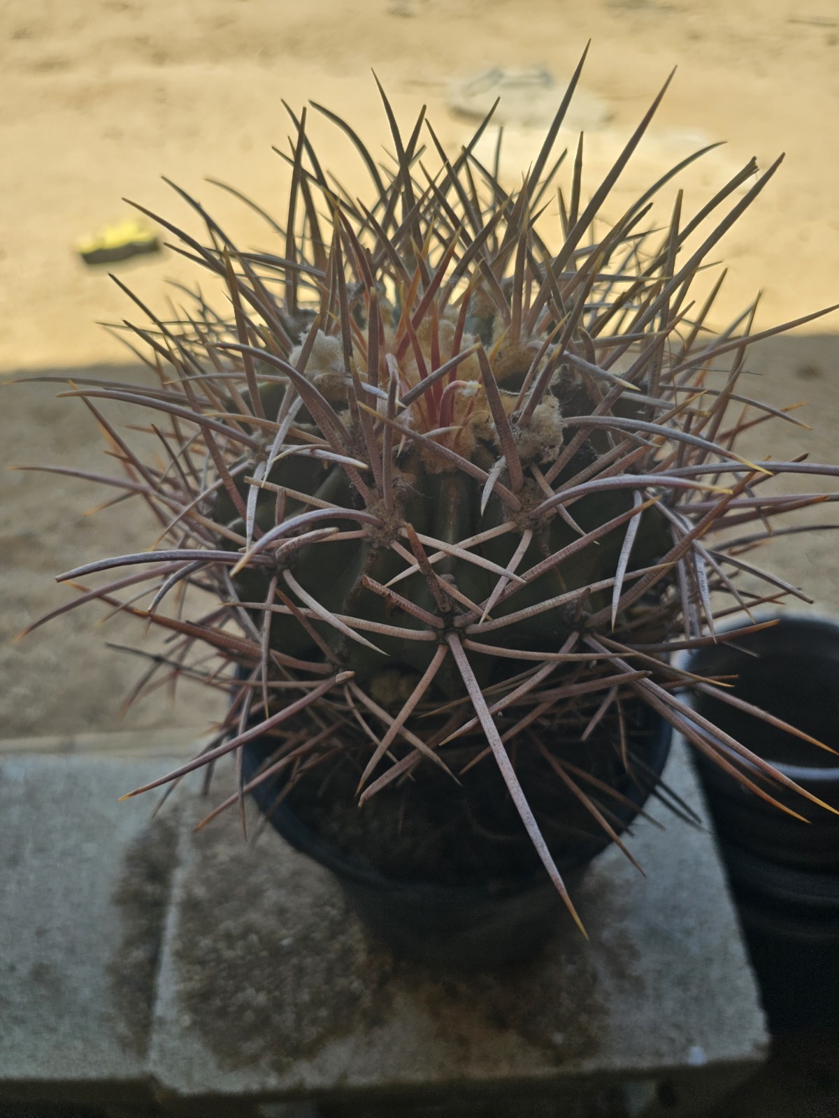 E. Polycephalus, 9" Tall, 6" Wide gallery