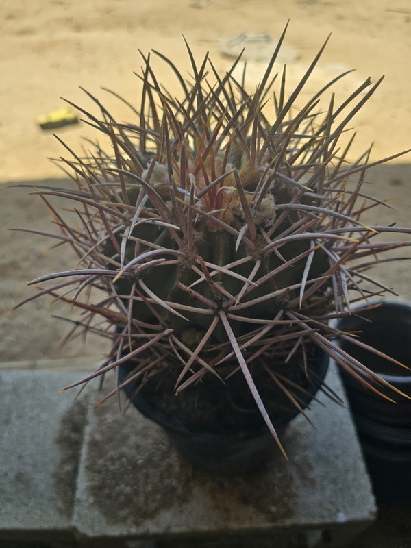 E. Polycephalus, 9" Tall, 6" Wide gallery