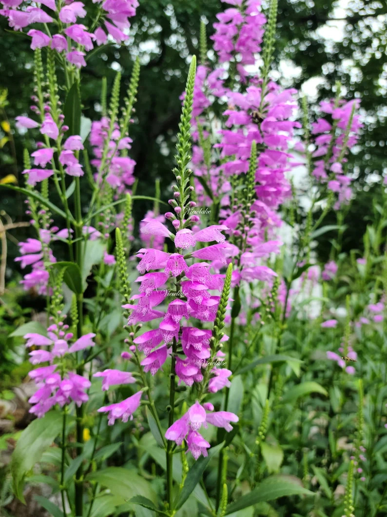 OBEDIENT PLANT, PHYSOSTEGIA , FALSE DRAGONHEAD, 10 PLANTS - SEE DESCRIPTION! gallery