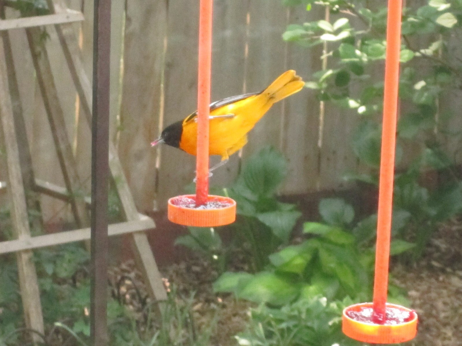 Robin Proof Oriole Feeder.......almost.....read description gallery