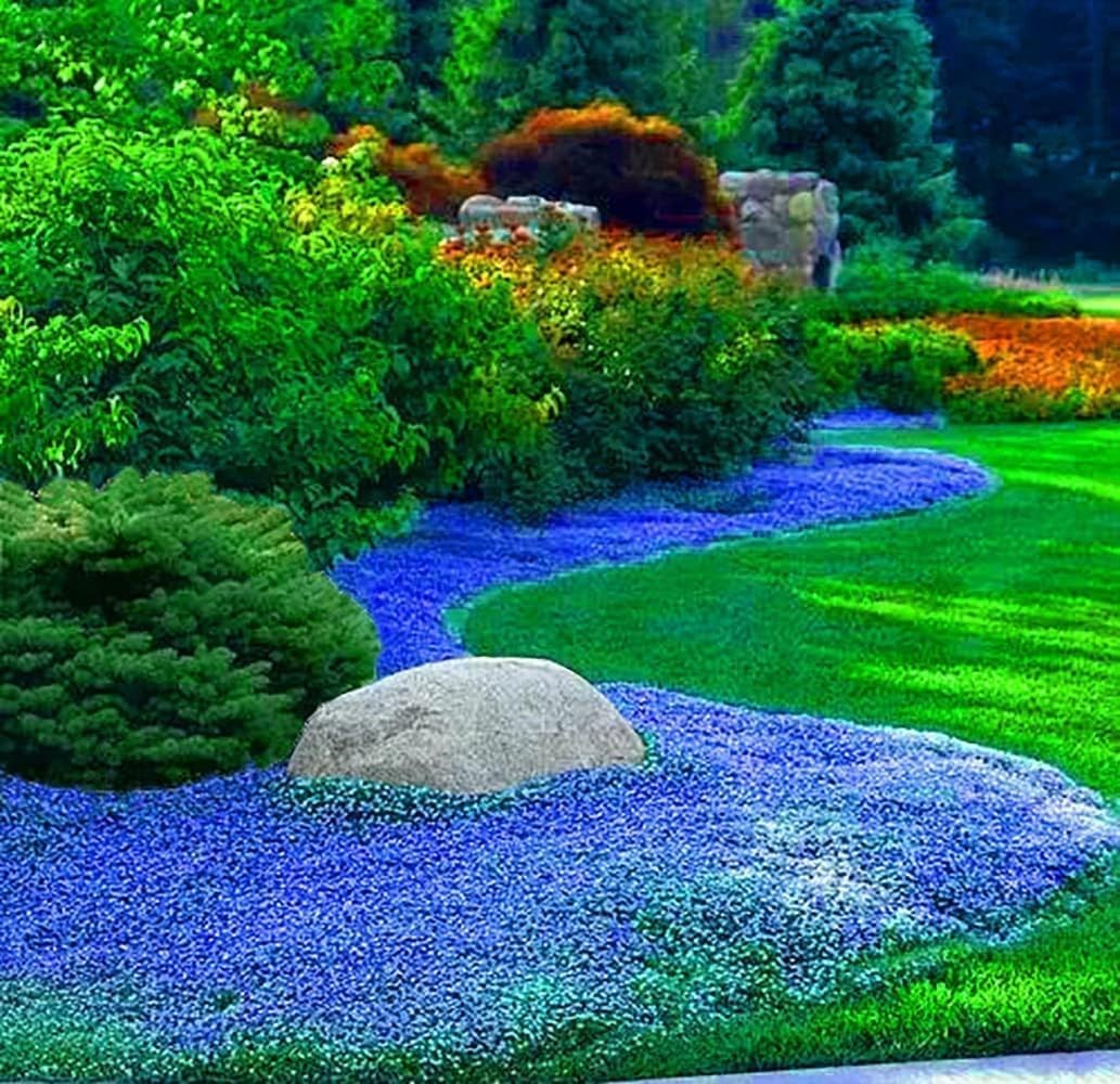 20000+ Creeping Thyme Seeds for Planting, Dwarf Ground Cover Plants,Ornamenta... gallery