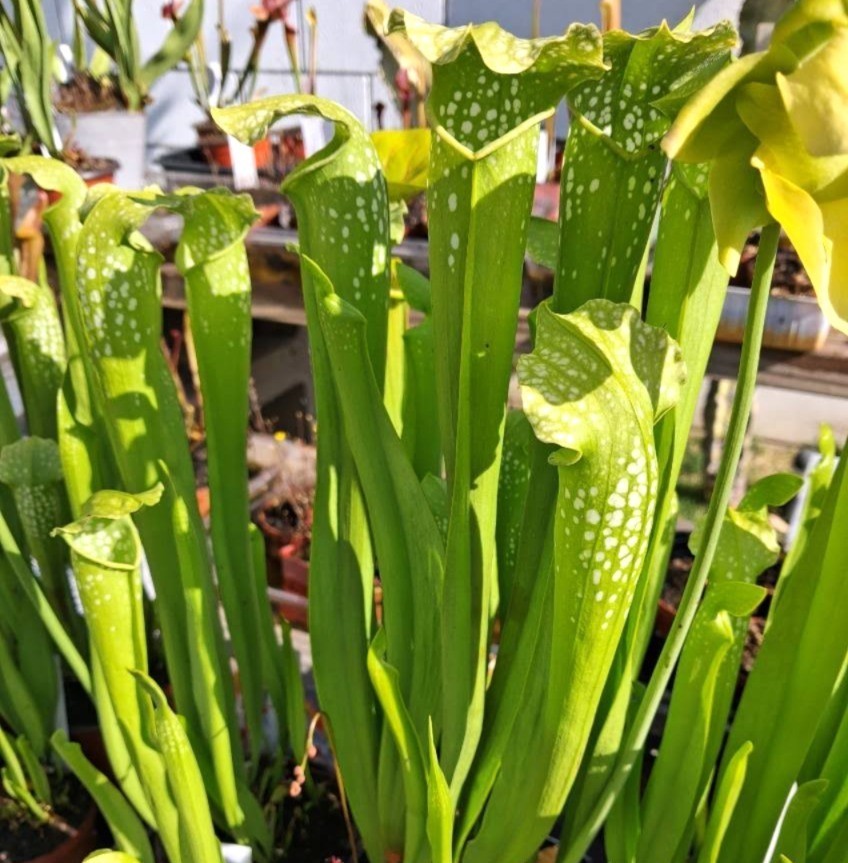 Live Carnivorous Plants - Sarracenia Green Monster (small size) gallery