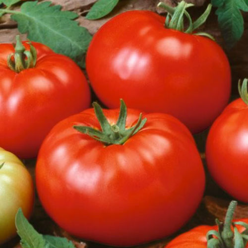 Beefsteak Tomato Seeds | Heirloom / Non-GMO | Free Shipping | Seed Store | 1020 gallery