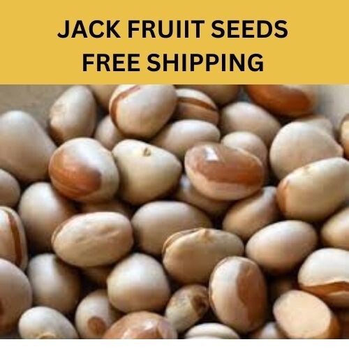 Seeds Jackfruit Fruit Tropical Tree Flower Largest seeds 2kg Fresh Jack Organic gallery
