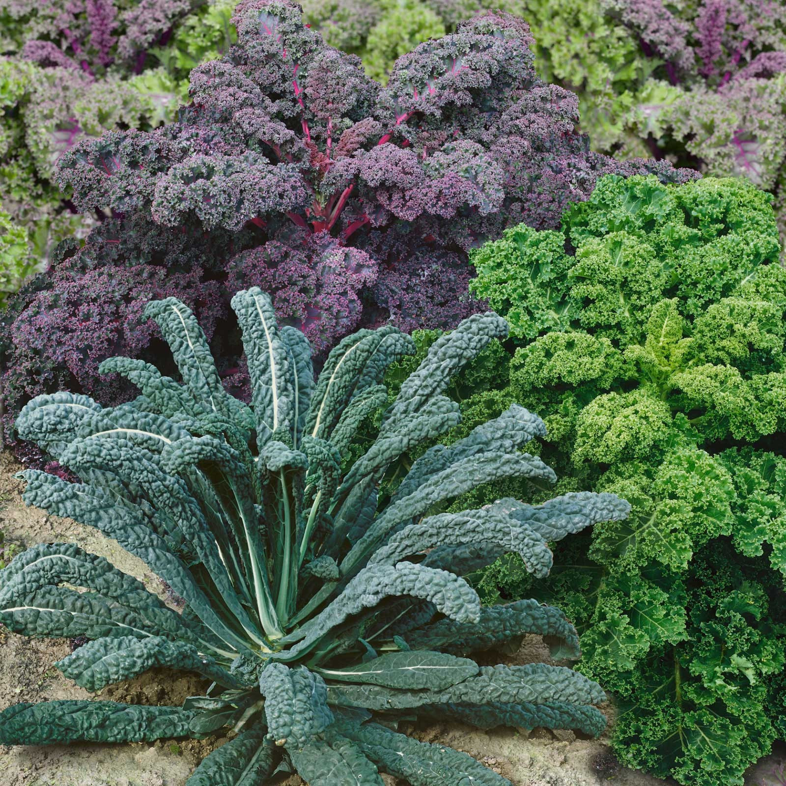 200+ KALE GARDEN BLEND SEEDS -- COLORFUL MIX -- MICROGREENS gallery