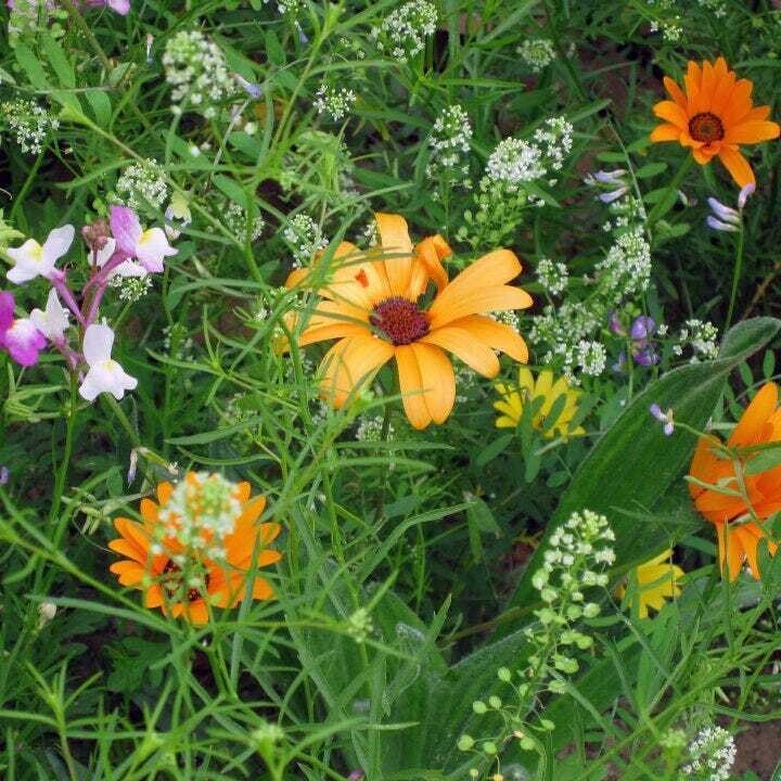 1000+ Wildflower Mix Seeds - DROUGHT RESISTANT - 25 Species - Dry Area - Non-GMO gallery