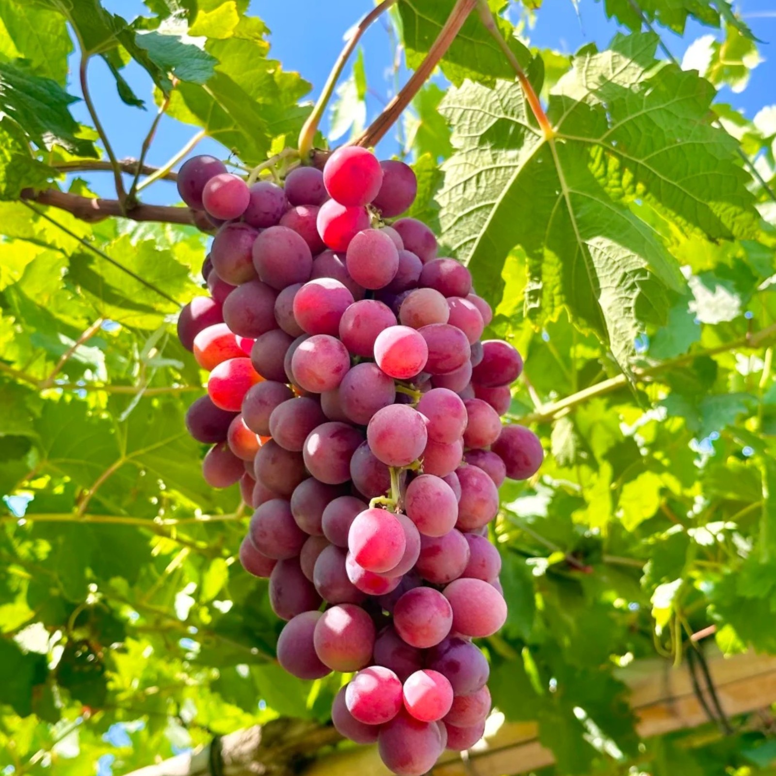 30 Red Grape Seeds – Sweet Juicy Table Grapes for Backyard Vineyard & Garden gallery