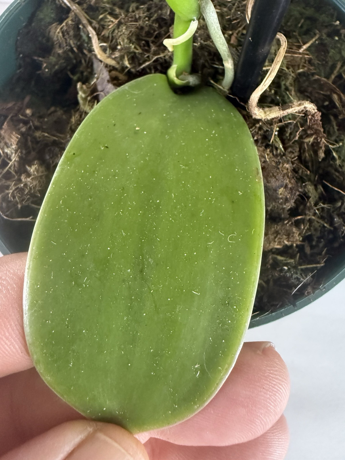 Large Plant 5” Vanilla planifolia Orchid. Typical Green Color gallery
