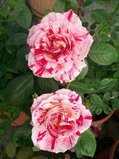 SCENTIMENTAL Floribunda Large Double Blooms Rose 3 Gal Bush Plants Plant Roses gallery
