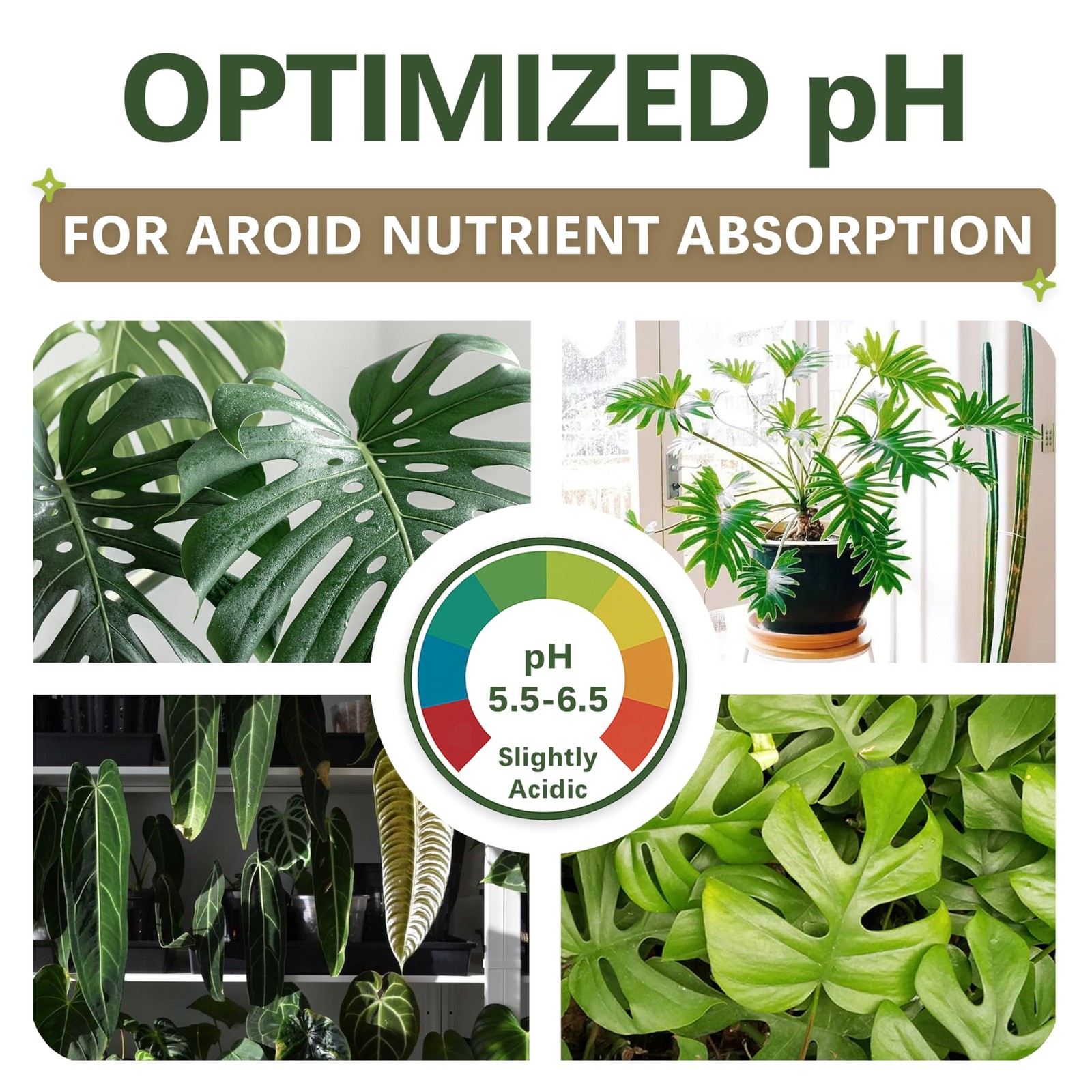 "Organic AROID Soil Blend for Monstera, Philodendron, Alocasia 2QTS" gallery