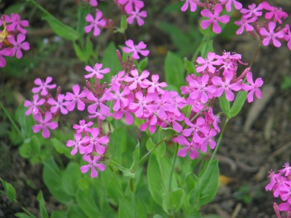 Silene armeria | None-so-Pretty | Sweet William Catchfly | 1000 Seeds gallery