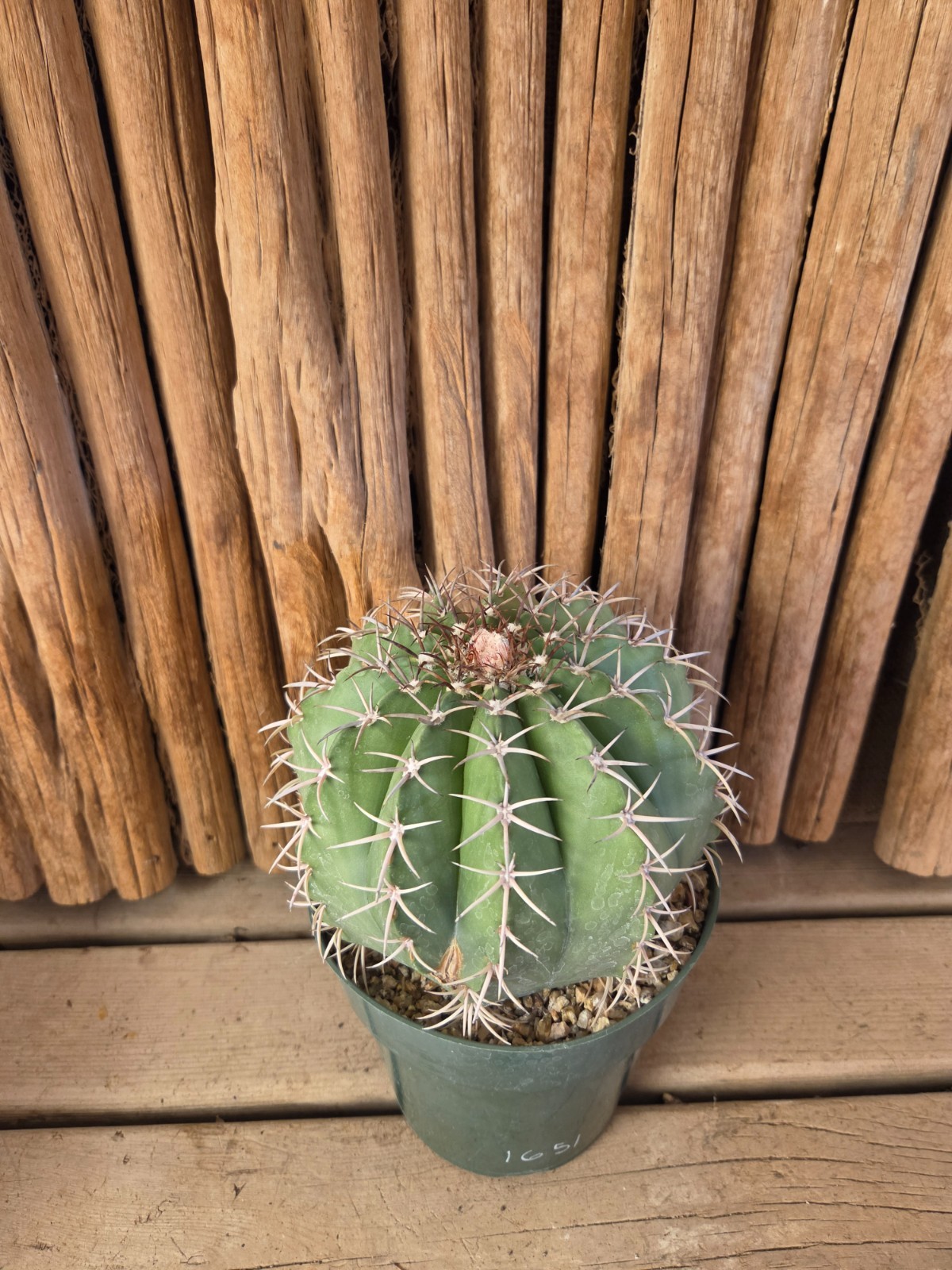 Melocactus concinnus gallery