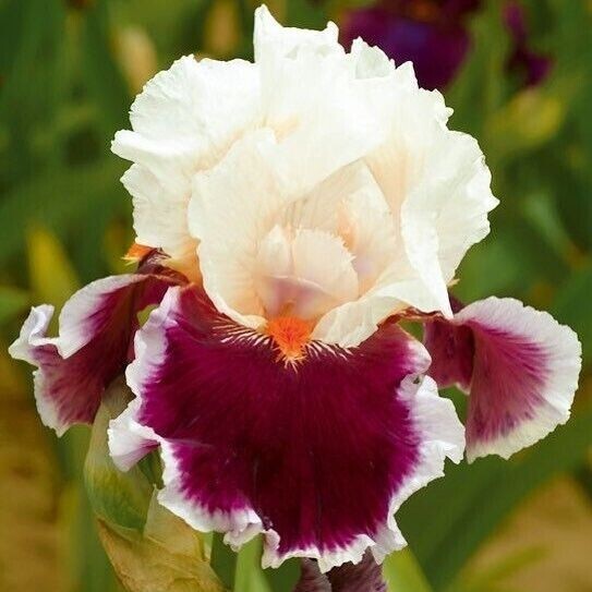 100 Iris Seeds Much Less Money Than Bulbs gallery