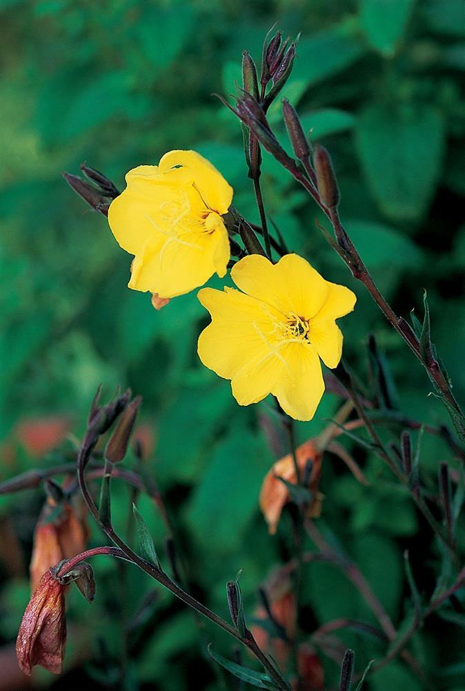 Common Evening Primrose Seeds, Beautiful Yellow Flowers, Fragrant, FREE SHIP gallery