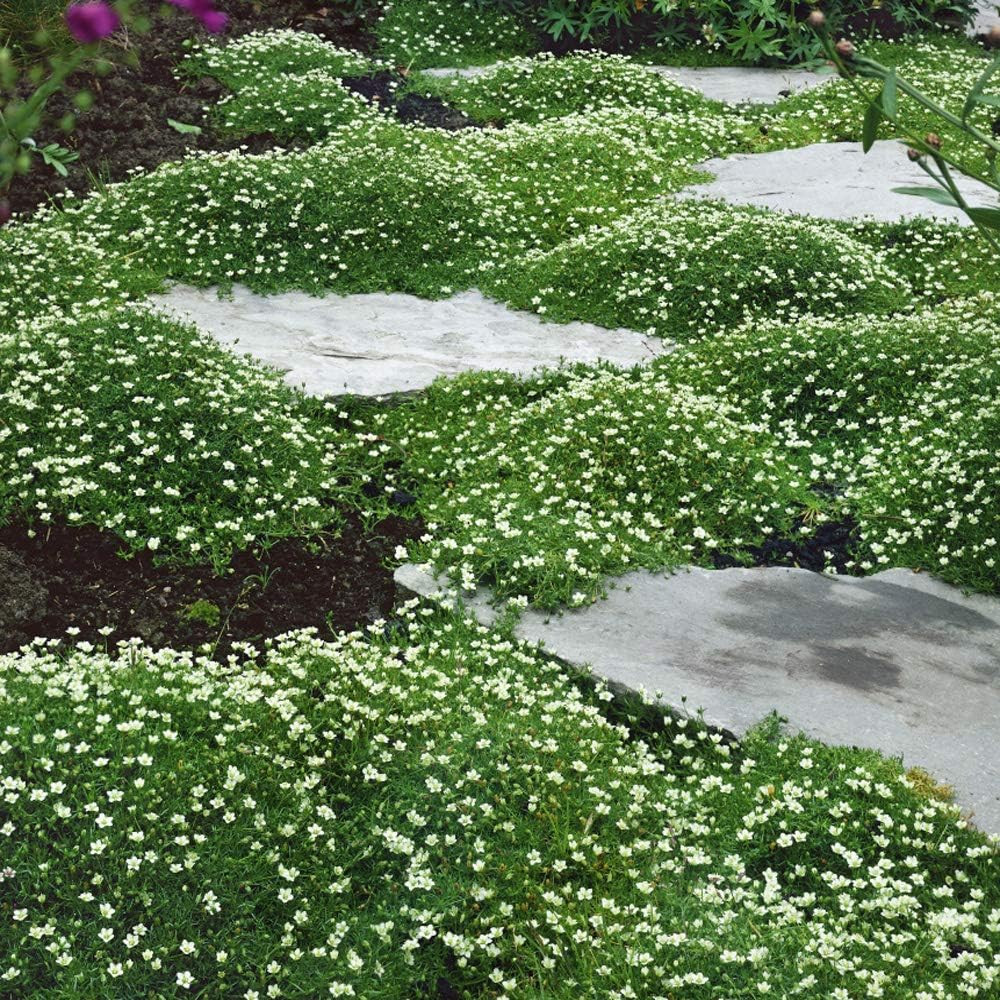 Irish Moss Ground Cover Seeds - 10000 Pcs Perennial Low Growing, Mat-Forming Law gallery