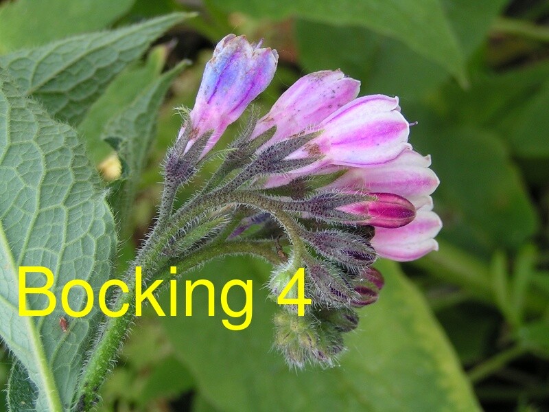 Russian Comfrey Live Root Cuttings - Bocking 4 Cultivar gallery