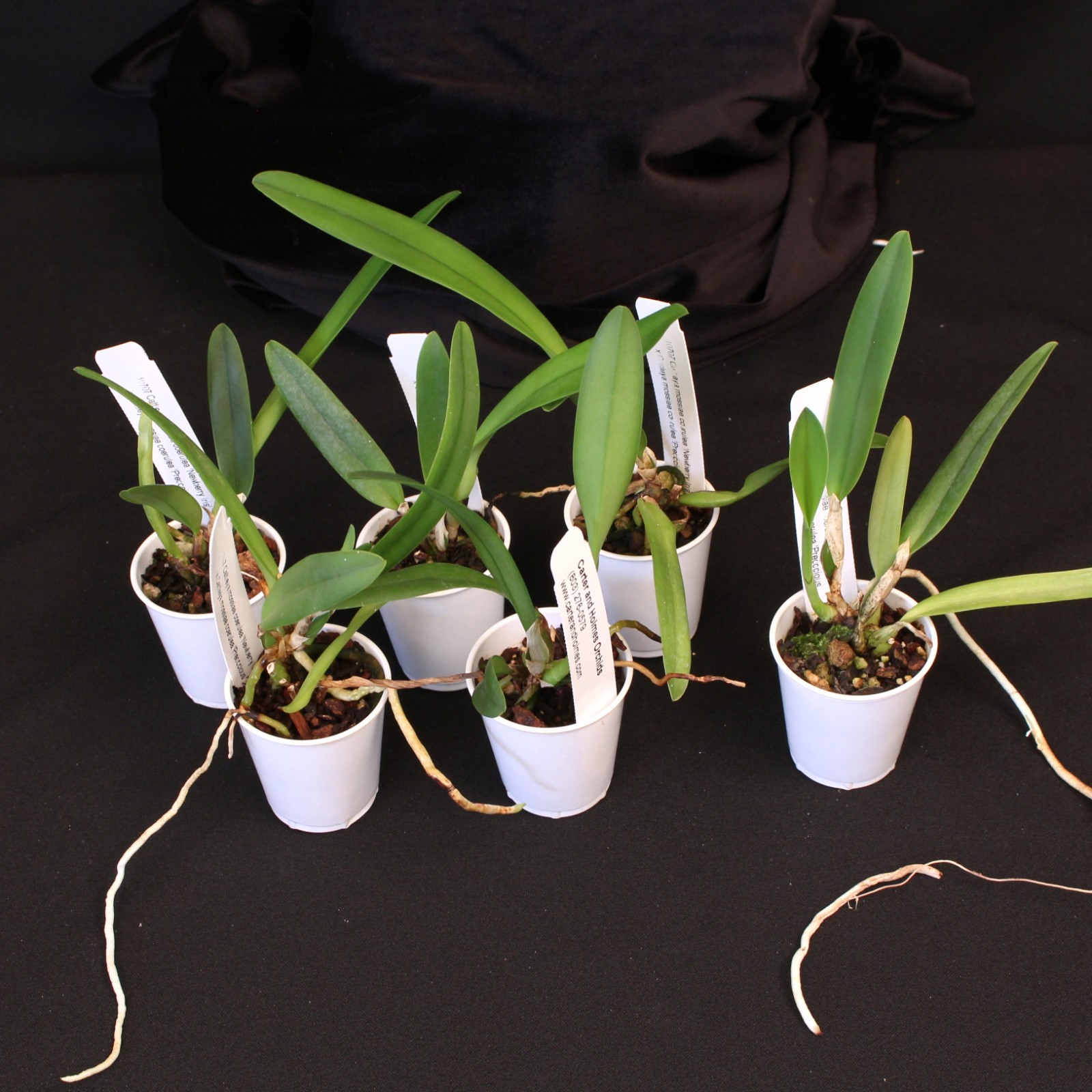 Cattleya mossiae var. coerulea- BLUE FORM OF SPECIES gallery