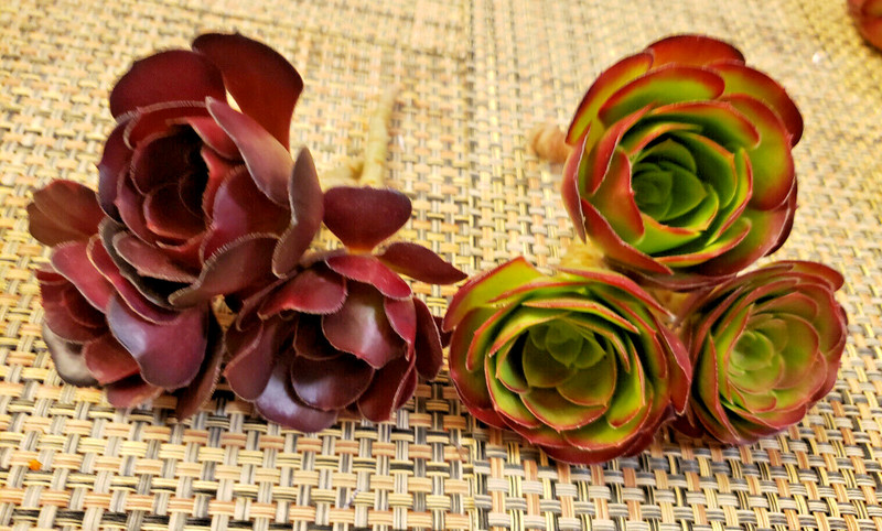 2 x MEDIUM SIZE AEONIUM 'VELOUR' CUTTING - 2" (= 5 CM) diameter gallery