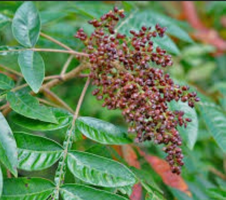 Wild Organic Native Winged Sumac Dried Leaves gallery