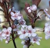 Purpleleaf Sandcherry 1 Live Plant in 3.5 Inch Pot gallery