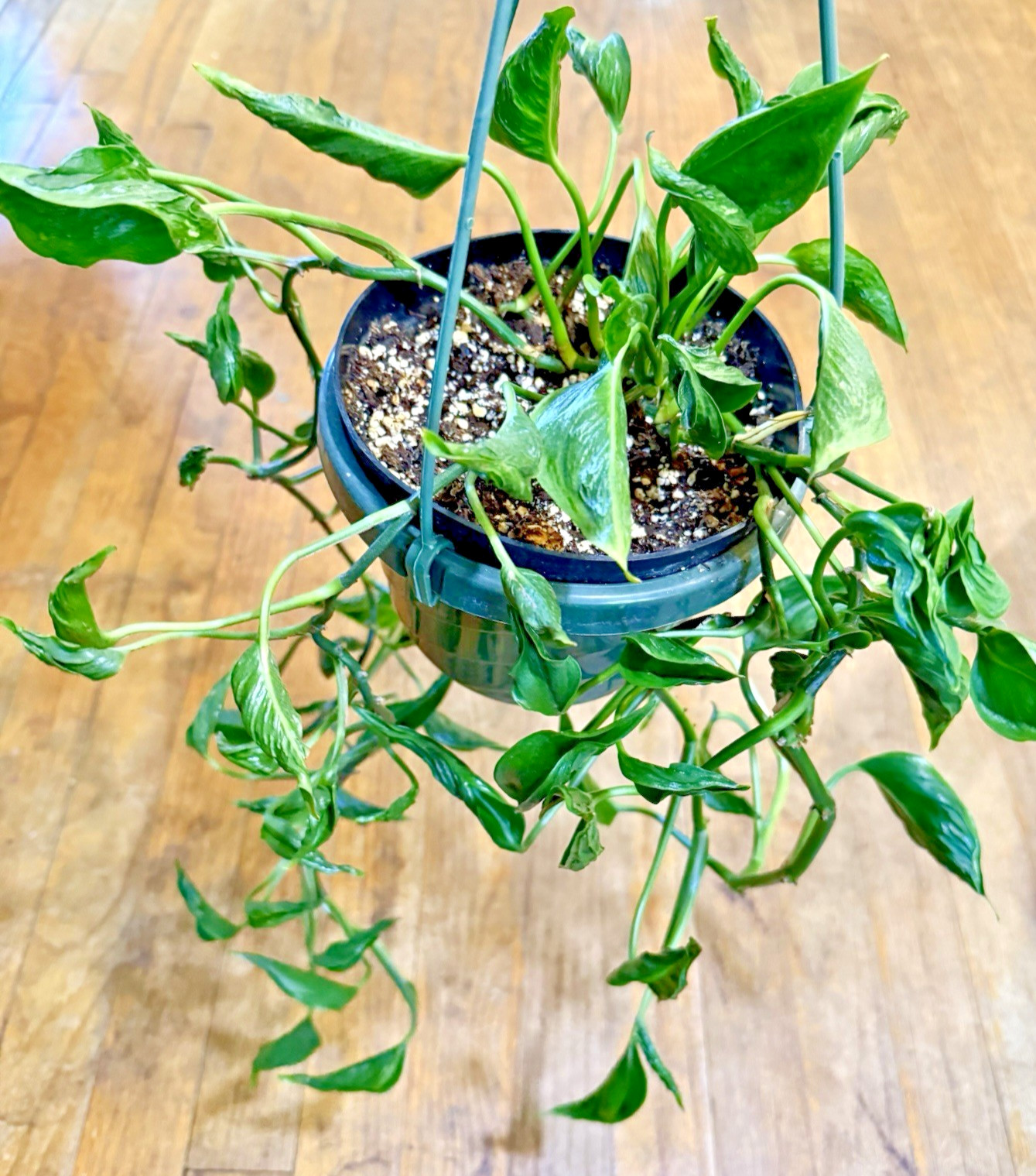 Shangri La Pothos Plant Cutting - Rooting in Moss - Cut from Mature Mom Plant gallery
