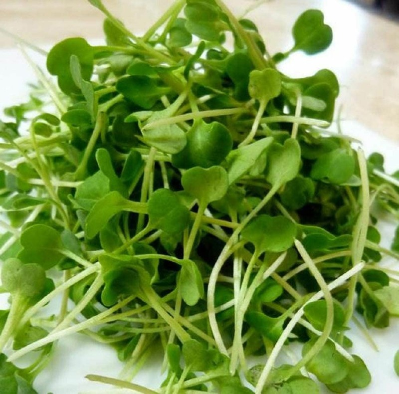 Arugula Seeds for Sprouting Microgreens, "COOL BEANS n SPROUTS" Brand. gallery