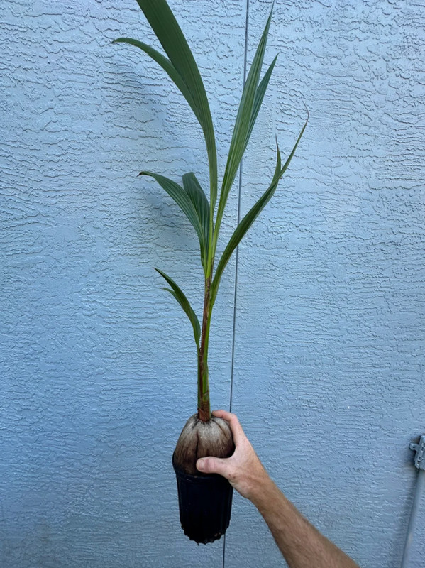 🥥 Rare Dwarf Green Malayan Coconut Tree – 1 Live Plant 2–3' Tall in 1-Gal Pot gallery