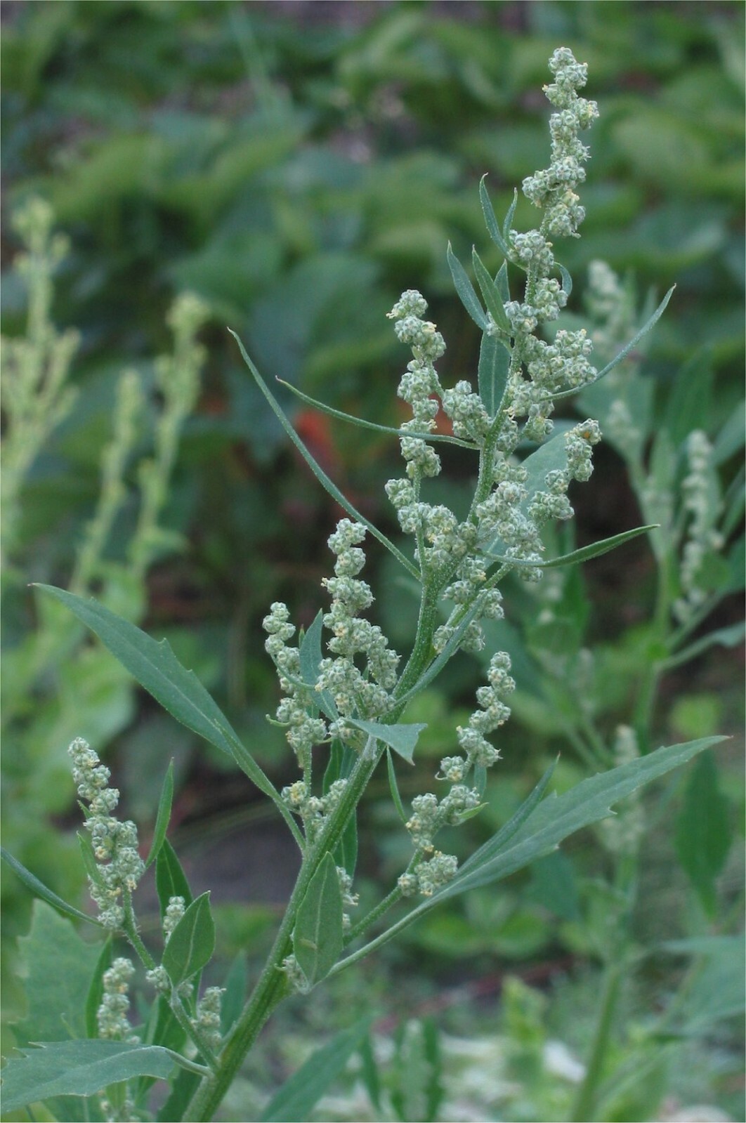 Lambs Quarter, wild spinich (Chenopodium album) Seeds gallery